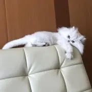 えり