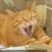 賢いケンの画像