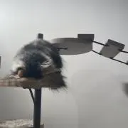 トーストの画像