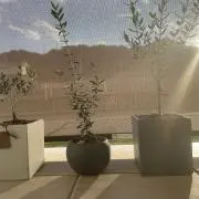 瀬戸内PLANTSの画像
