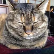 yawnの画像