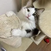 れなこ