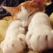 ヤーリー