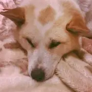 ちいちの画像