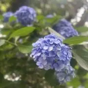 さ。の画像