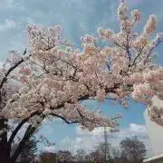 あちゃ