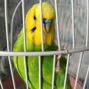 きしもん