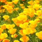 カリフォルニアポピーの画像