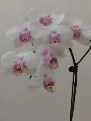 cocoの画像