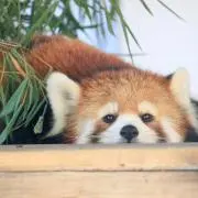 yの画像
