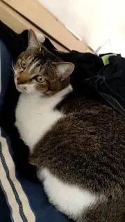 アップステアーズ