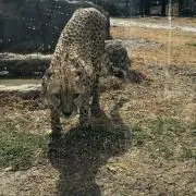 ピーターの画像