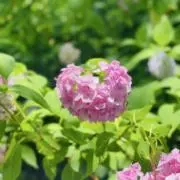 kikoの画像