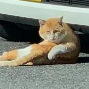 りんりん
