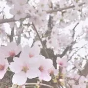 misora＊プロフ必読の画像