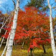 ダンシャりんの画像