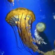 りー【プロフご確認ください】の画像