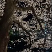 てぃあの画像