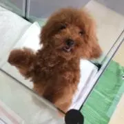 ワンワンの画像