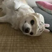 ye愛好家