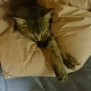 すみれ