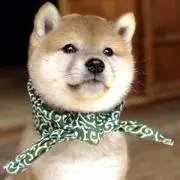 もも