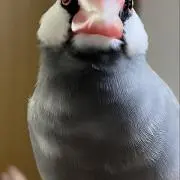 傘の画像