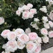 Rose.の画像