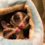 黒楓の画像