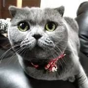 chicoの画像