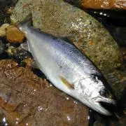 山女魚