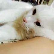 ハク