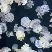 ema.の画像
