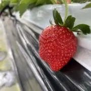 sakuの画像