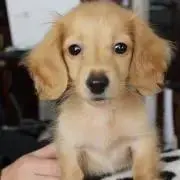 Mimi