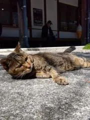 なすおの画像