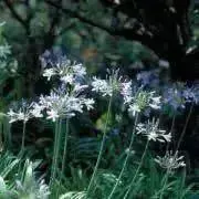 coccoの画像