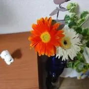あめの画像