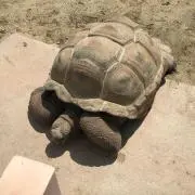 kの画像