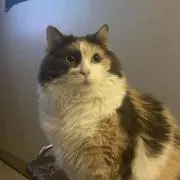なのの画像