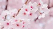 SAKURAの画像