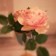 ☆もこもこ☆の画像