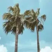 ナナの画像