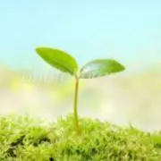 なしぴたん☆の画像