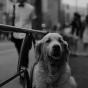 犬