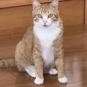ノンタ君の画像
