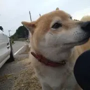 ひ