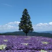きくの画像