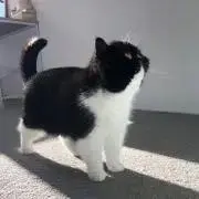 s i r oの画像