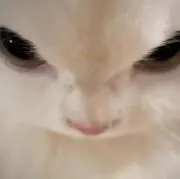にゃん♩の画像